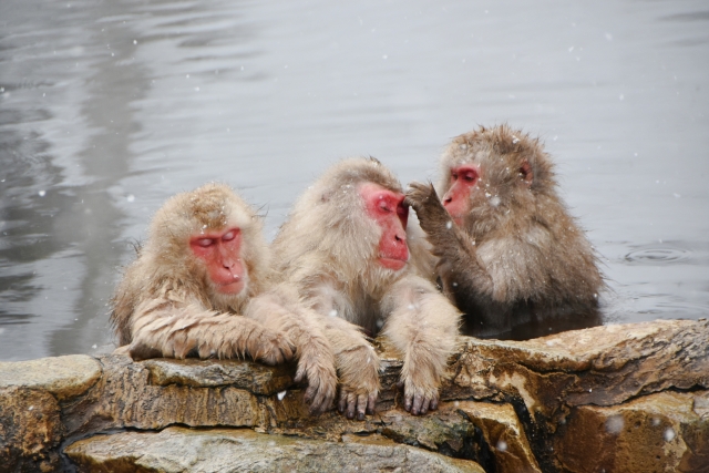 【推奨写真】地獄谷野猿公苑の温泉に浸かるニホンザル— 雪が降る冬、湯気の中でリラックスする猿のアップが最高