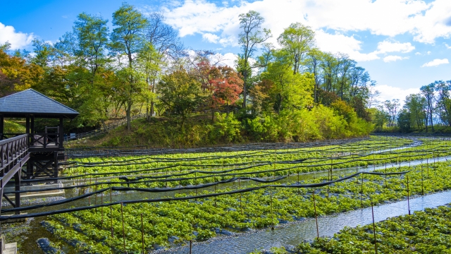 【推奨写真】安曇野のわさび農場— 水が清らかに流れる田園と北アルプスのバックグラウンド