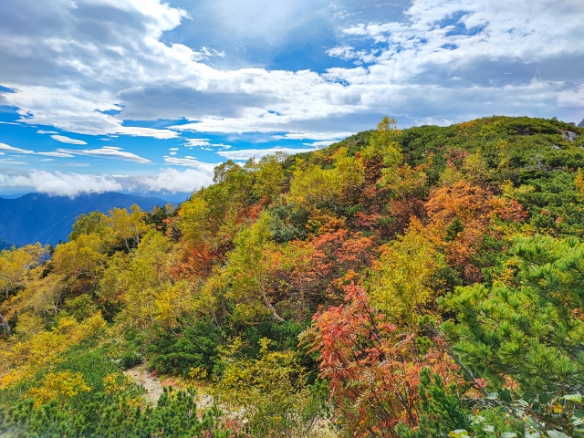 【推奨写真】白馬エリアの紅葉— 10月中旬、黄金色のカラマツ林と白馬の峰