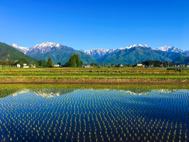 【推奨写真】白馬の田んぼに映る北アルプスの逆さ山— 5月の田植え直後の水鏡が最高